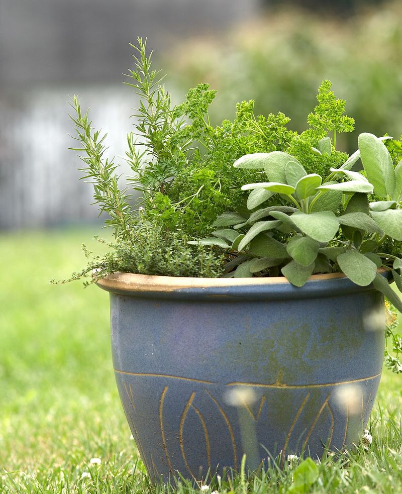 Choose rosemary as a decorative extra, not a pest solution Choose rosemary as a decorative extra, not a pest solution