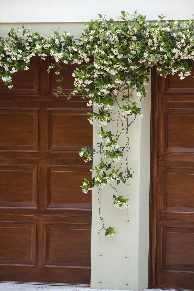 Choose star jasmine for a seasonal fragrance welcome Choose star jasmine for a seasonal fragrance welcome