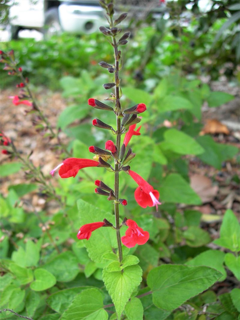 Choose sun and workable soil for the best flowering