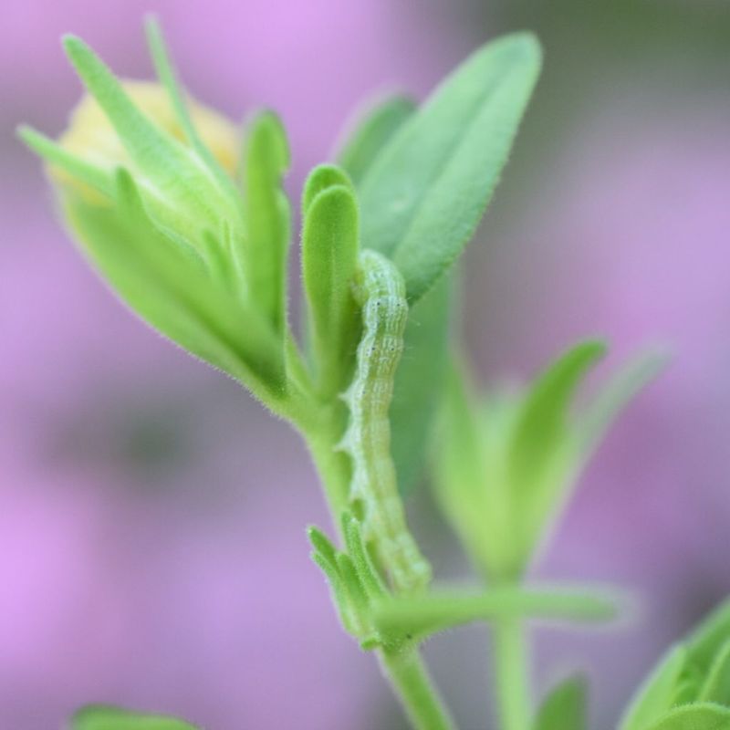 Fight Off Aphids and Budworms