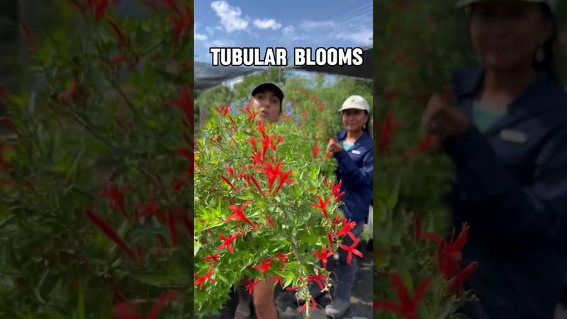 Choose the Site for Flowering and Recovery
