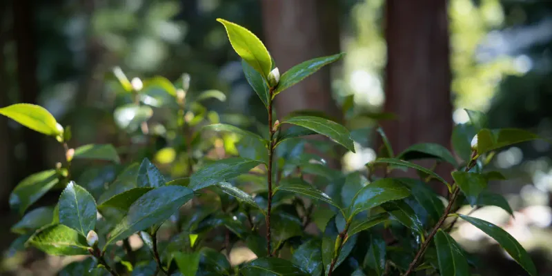 Match the planting site, not just the hardiness zone
