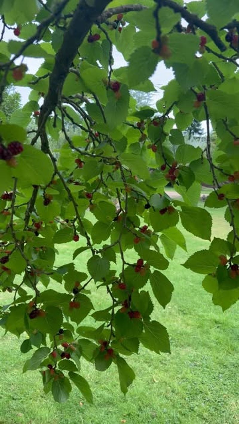 Choose the plant that matches your tolerance for tradeoffs