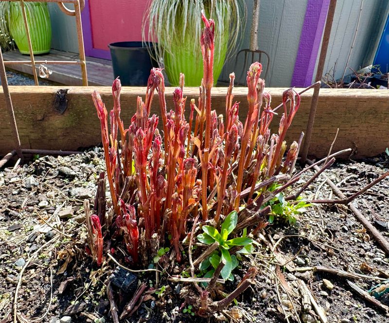 Choose the smallest cut that fits the flowering group