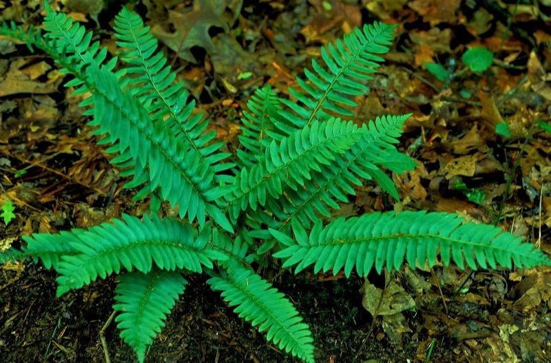 Christmas Fern (Polystichum acrostichoides) Christmas Fern (Polystichum acrostichoides)