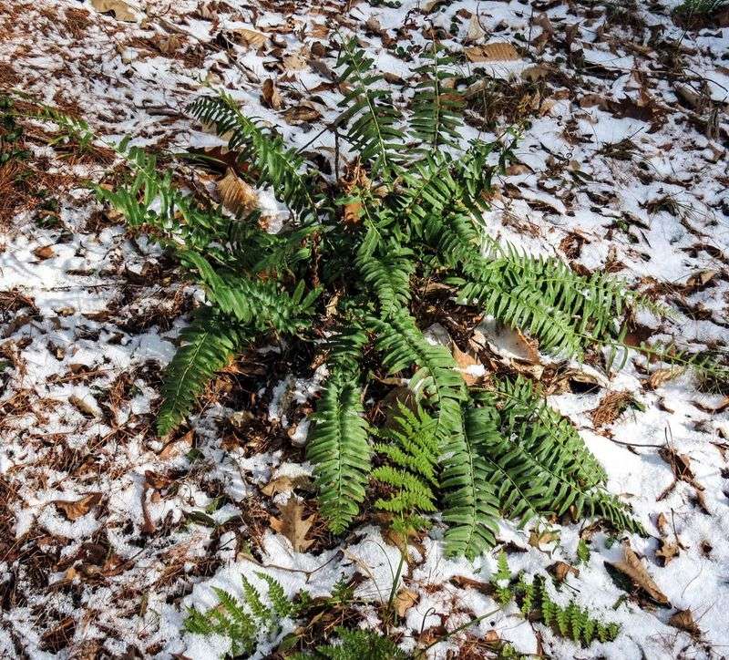 Christmas Fern (Polystichum acrostichoides) Christmas Fern (Polystichum acrostichoides)