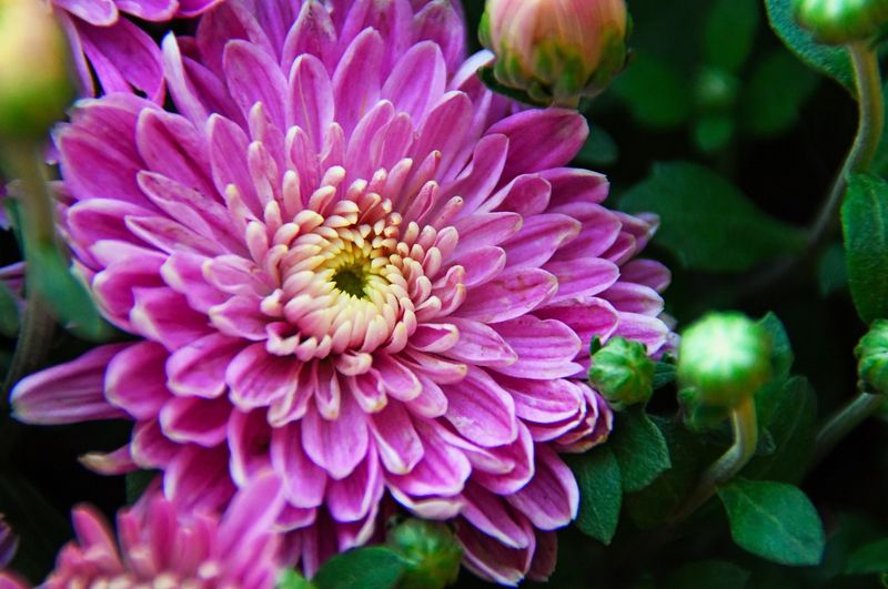 Chrysanthemum Chrysanthemum