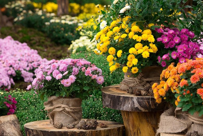 Chrysanthemums
