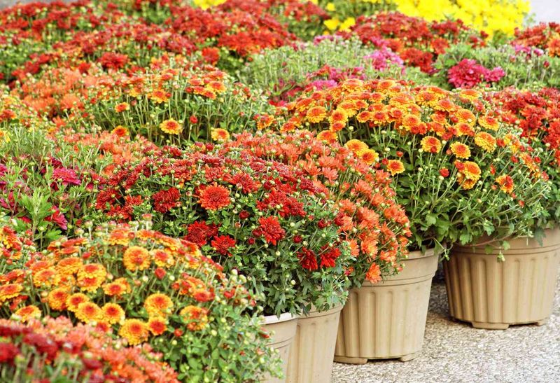 Chrysanthemums (Mums)