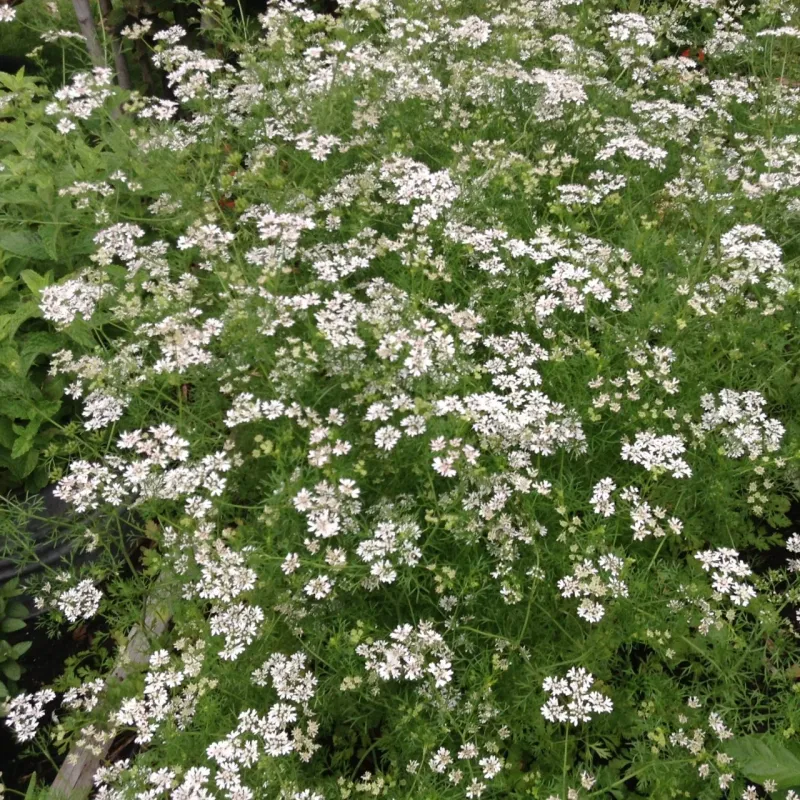 Cilantro