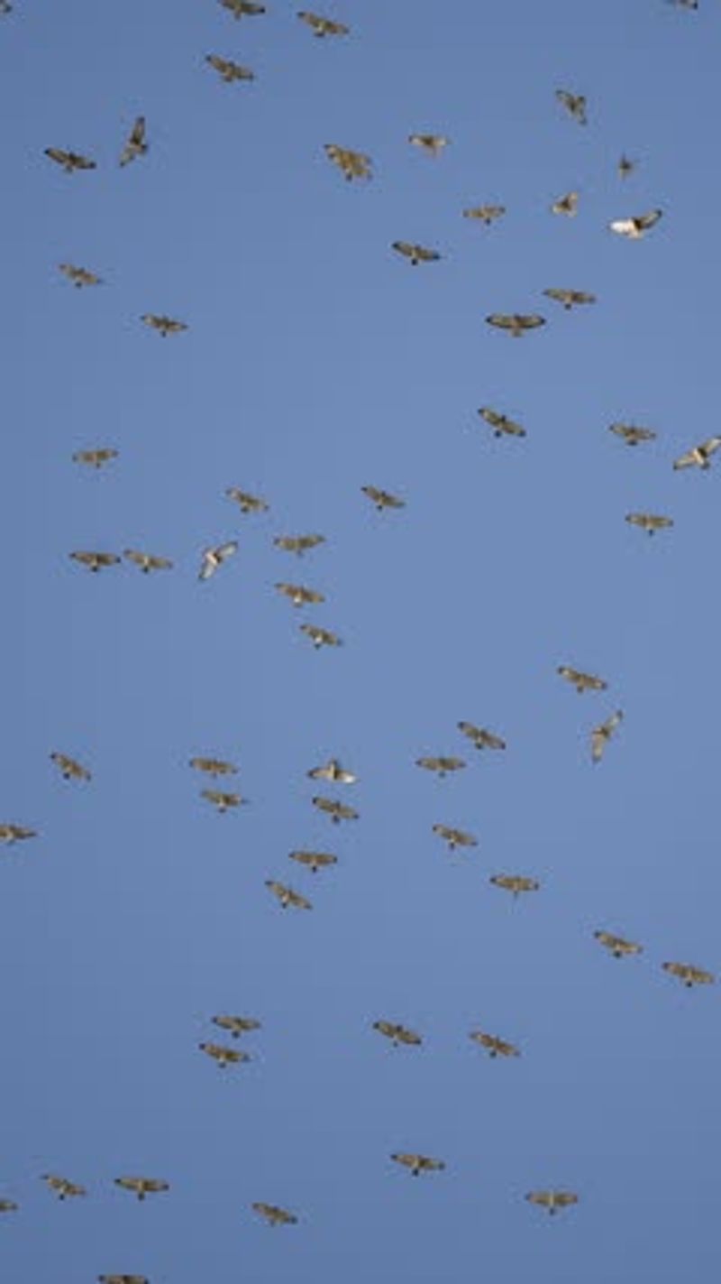 Circling does not automatically mean hunting