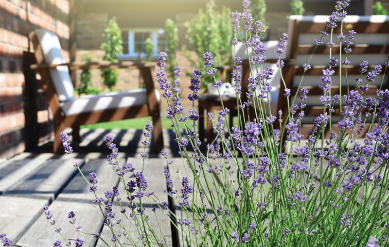 Lavender