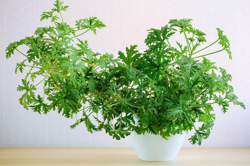 Citronella geranium is not true citronella grass Citronella geranium is not true citronella grass