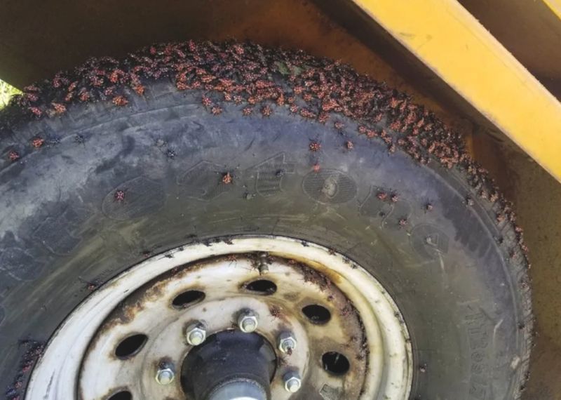 Clean vehicles and outdoor gear before moving them