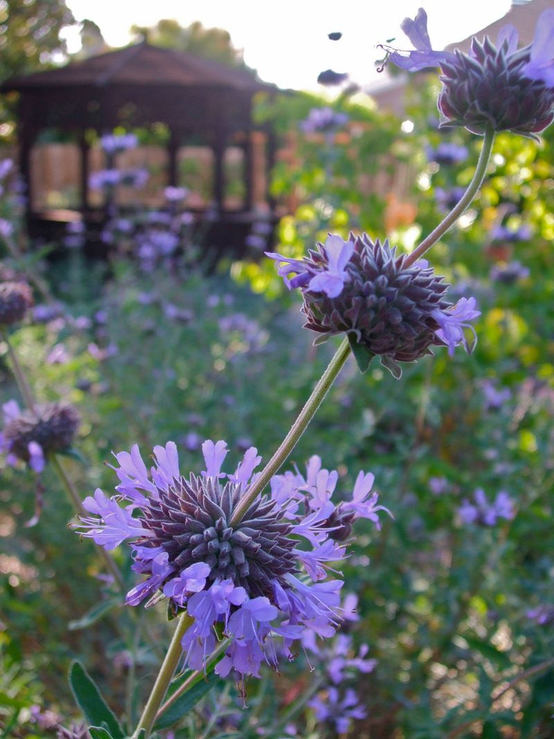 Cleveland Sage (Salvia clevelandii)