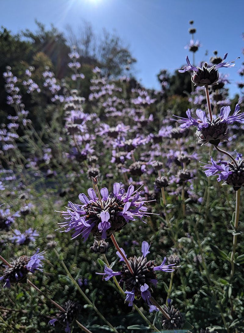 Cleveland Sage (Salvia clevelandii) Cleveland Sage (Salvia clevelandii)