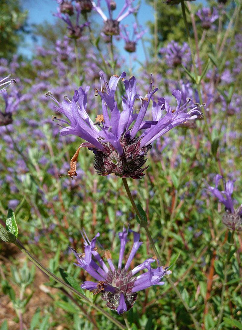 Cleveland Sage (Salvia clevelandii 'Winnifred Gilman')