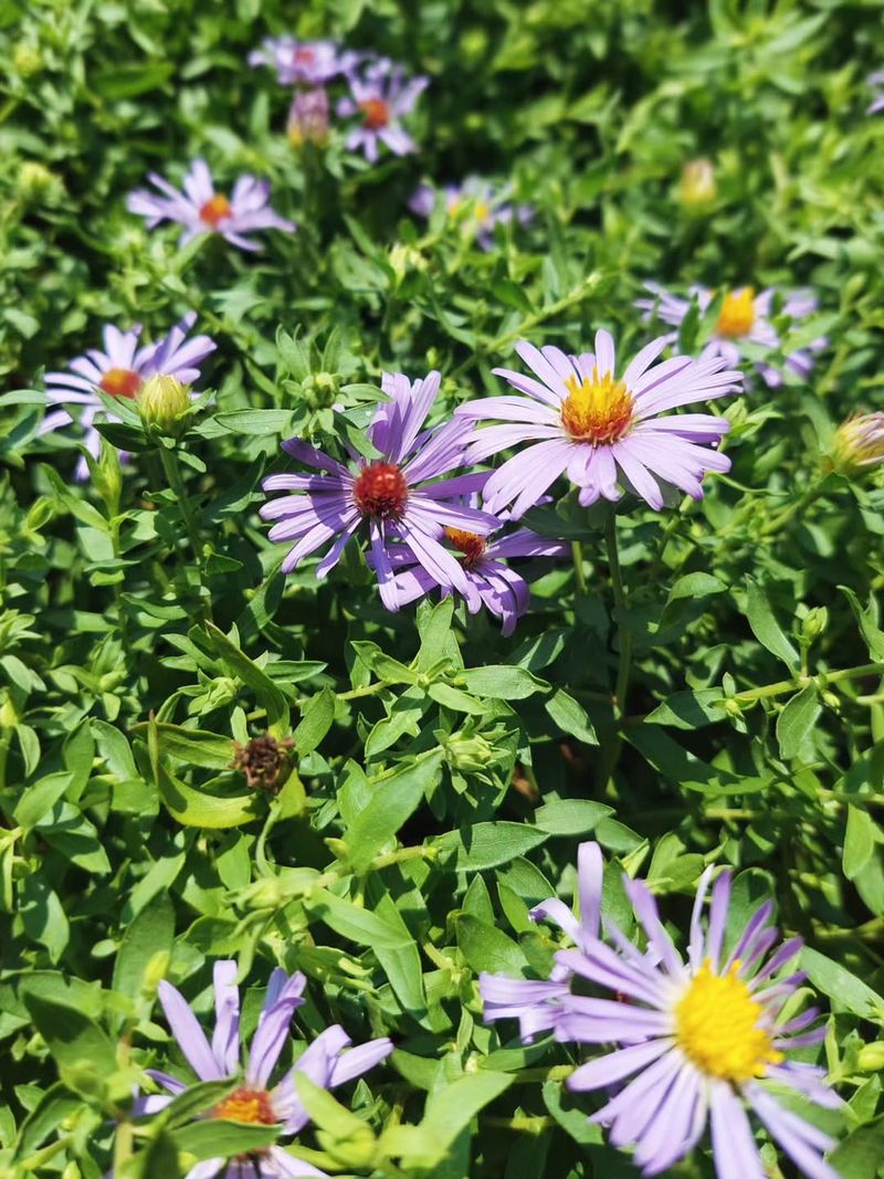 Climbing Aster on Rust-Resistant Wire Mesh