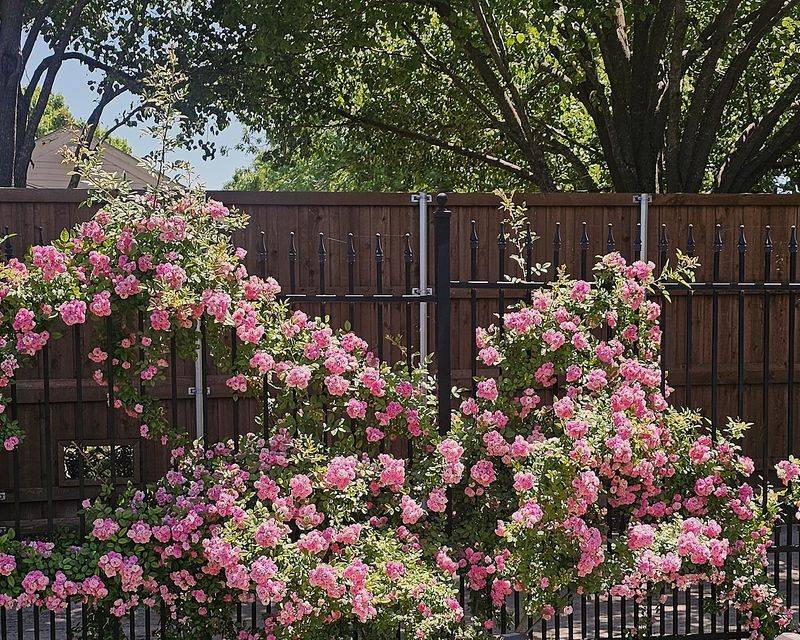 Climbing Rose (Rosa 'Zephirine Drouhin' and other heat-tough types)