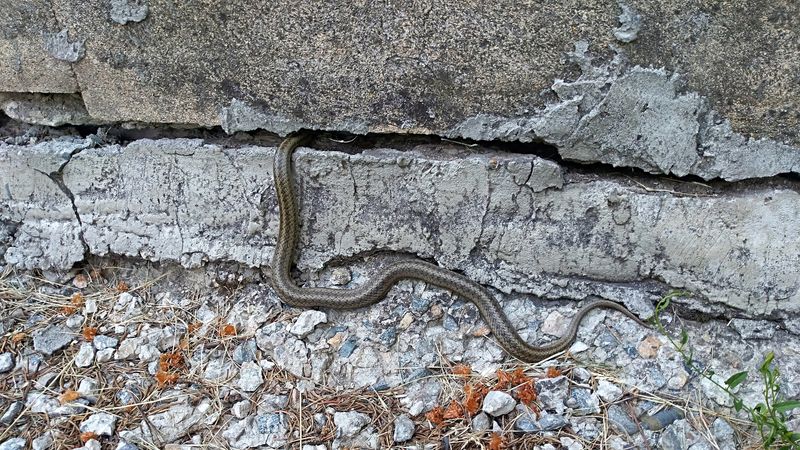 Gaps and Cracks in Walls or Foundations