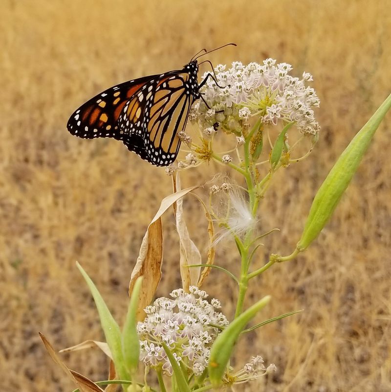 Coastal California requires a separate milkweed decision