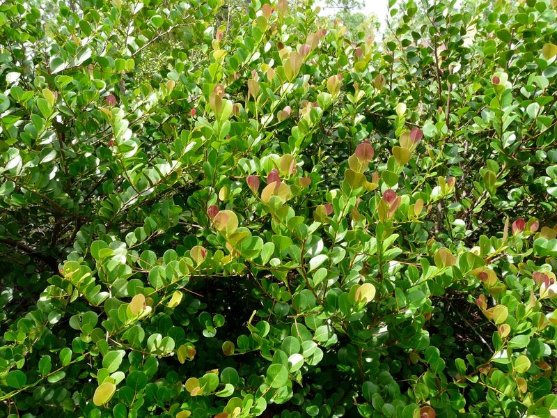 Cocoplum