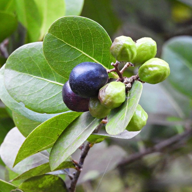 Cocoplum