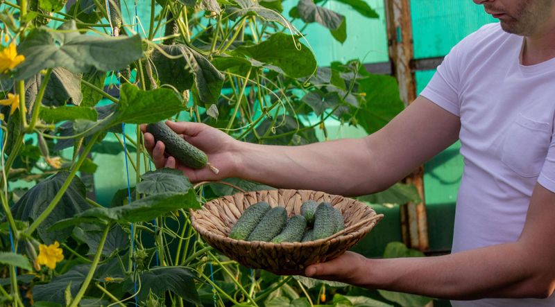 Coffee grounds do not replace tested cucumber fertility Coffee grounds do not replace tested cucumber fertility