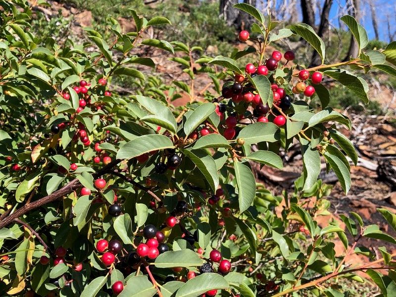 Coffeeberry (Frangula californica)