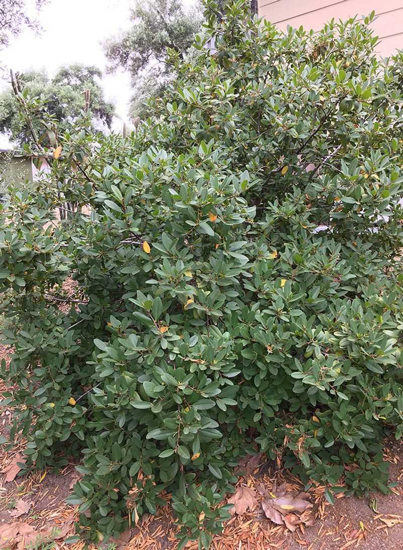 Coffeeberry (Frangula californica 'Eve Case')