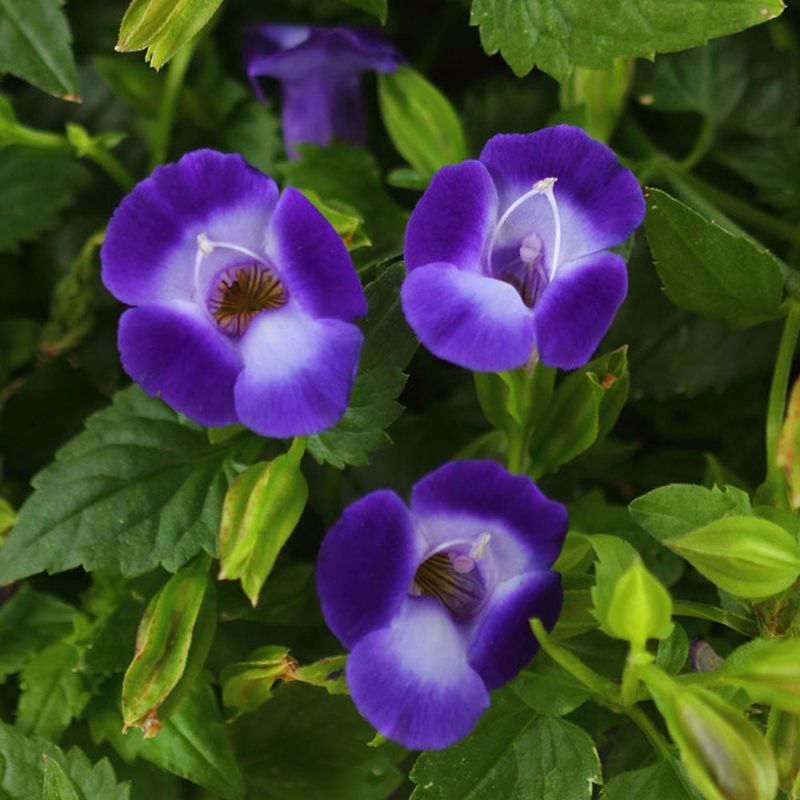 Petunia Alternative: Torenia (Wishbone Flower)
