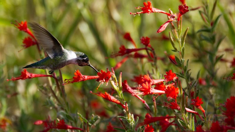 Color helps, but flower design and nectar access matter too Color helps, but flower design and nectar access matter too