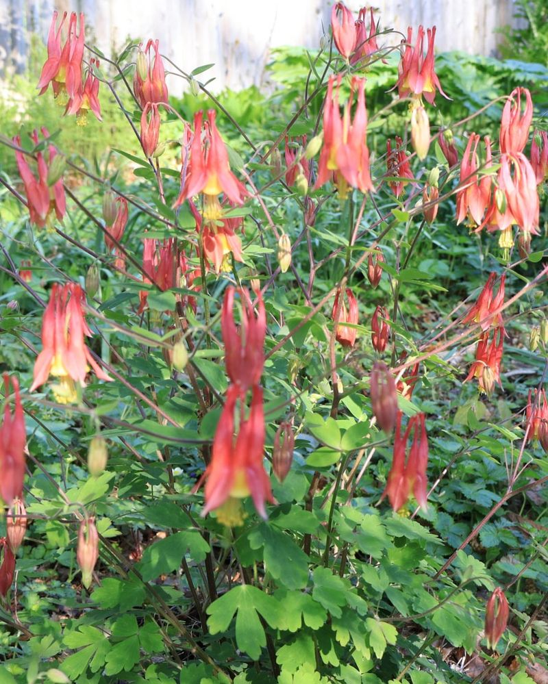 Columbine (Aquilinia canadensis and Hinckley's Columbine) Columbine (Aquilinia canadensis and Hinckley's Columbine)