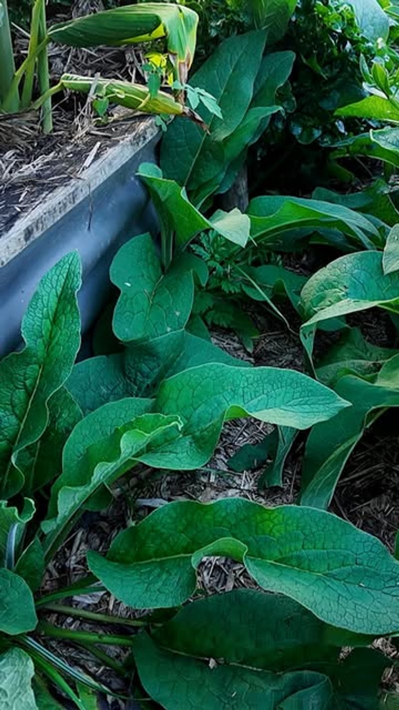 Comfrey Leaves