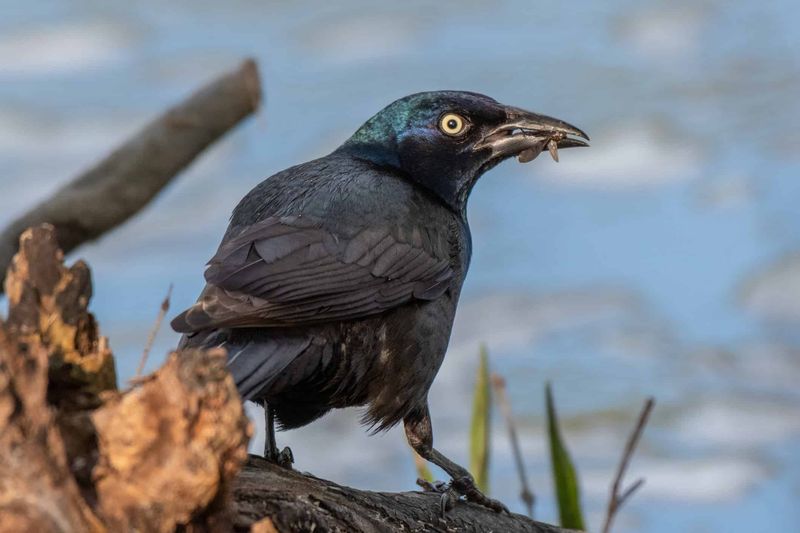 Common Grackle Common Grackle