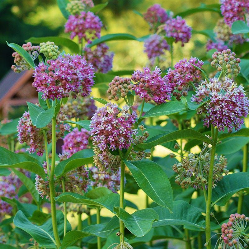 Common Milkweed (Asclepias syriaca) Common Milkweed (Asclepias syriaca)
