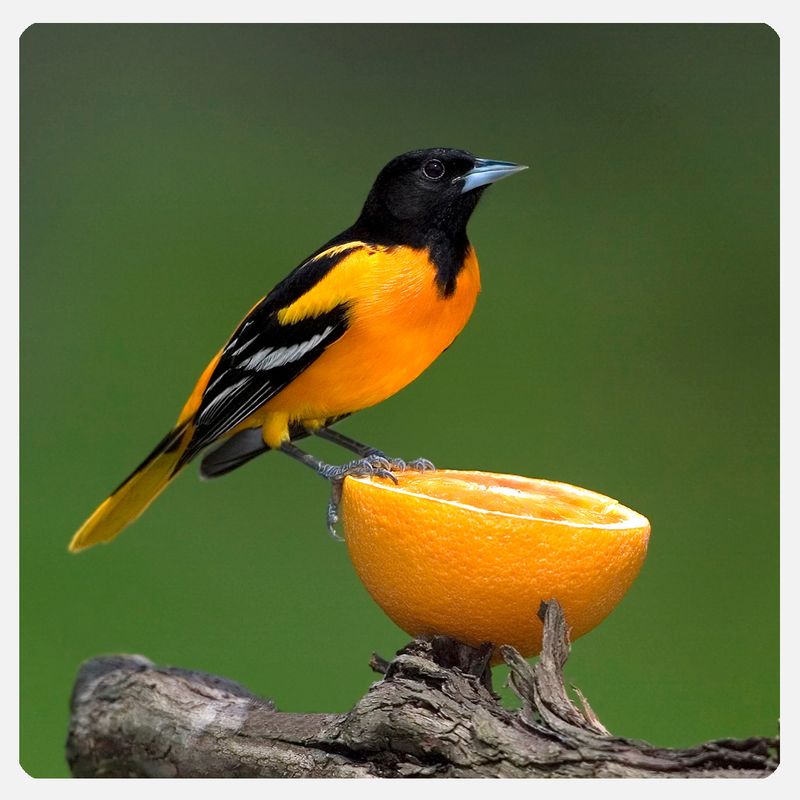 Baltimore Oriole