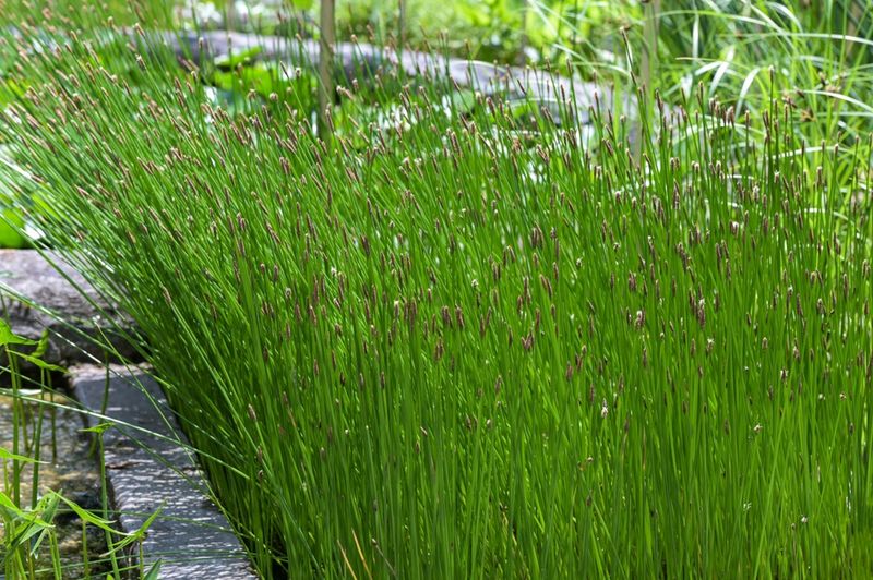 Common Rush (Juncus effusus)