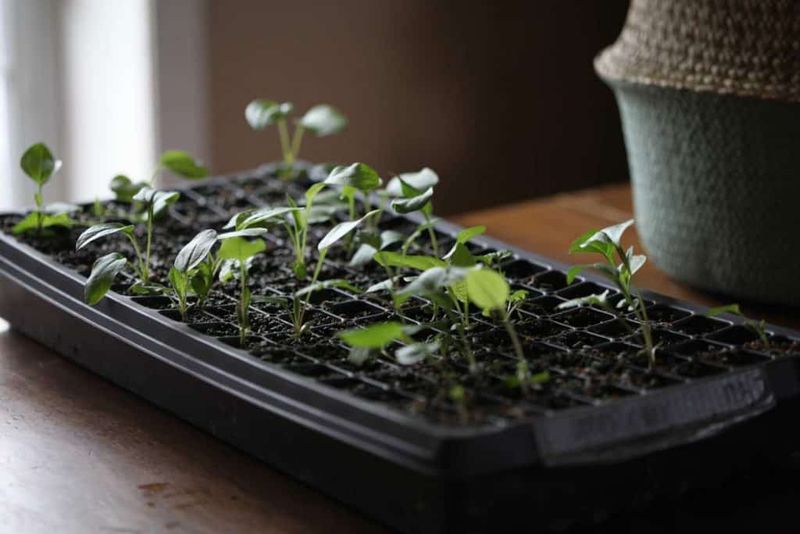 Dim Indoor Windowsills