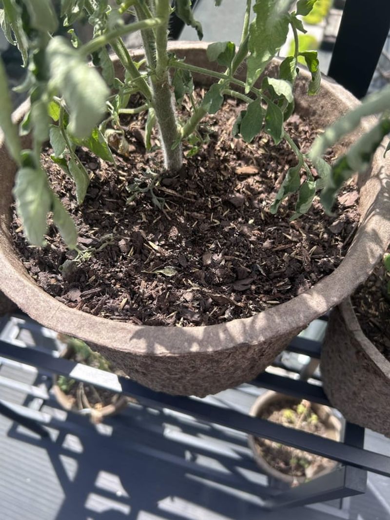 Compacted Soil Compacted Soil