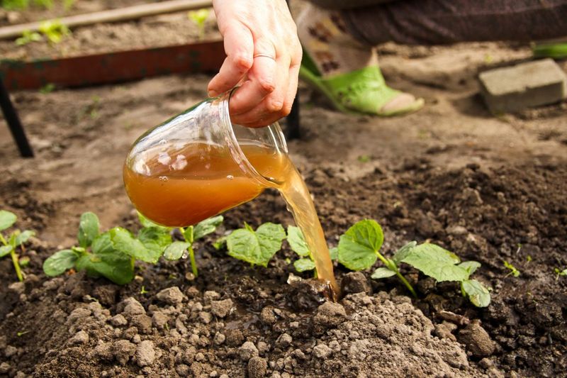 Compost Tea Compost Tea