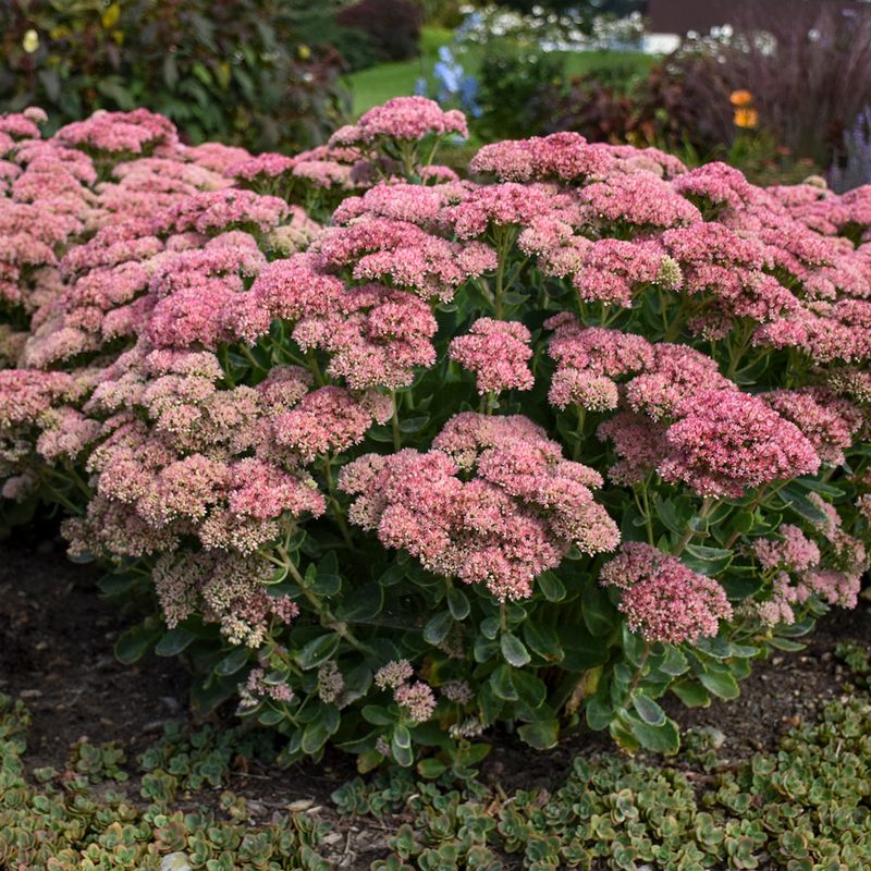 Sedum (Stonecrop)