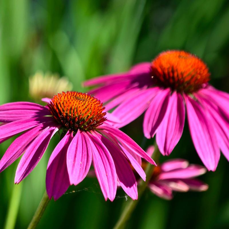 Coneflower (Echinacea) Coneflower (Echinacea)