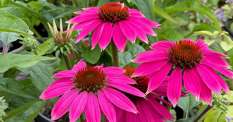 Coneflower (Echinacea) Coneflower (Echinacea)