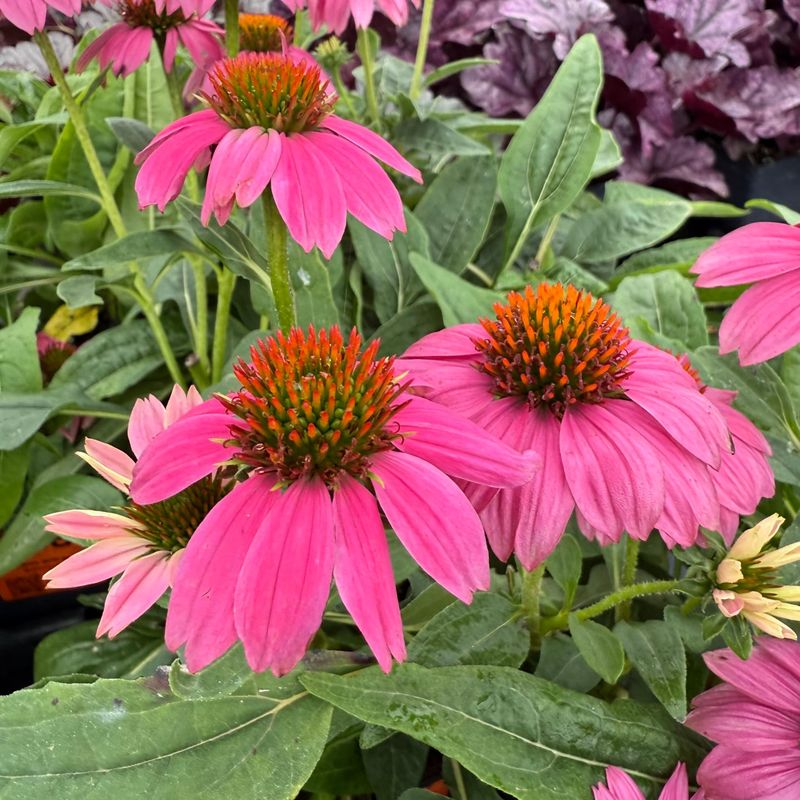 Coneflower (Echinacea purpurea) Coneflower (Echinacea purpurea)