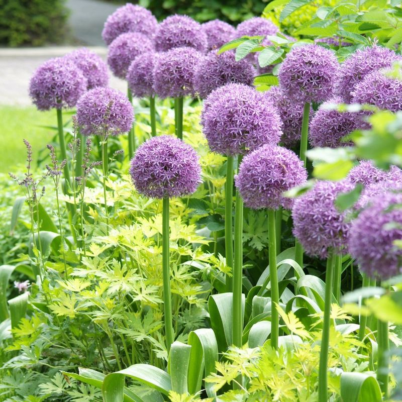 Ornamental Allium