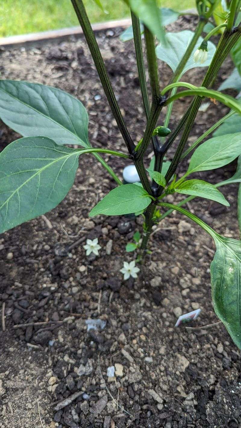 Confirm that the plant is dropping blossoms