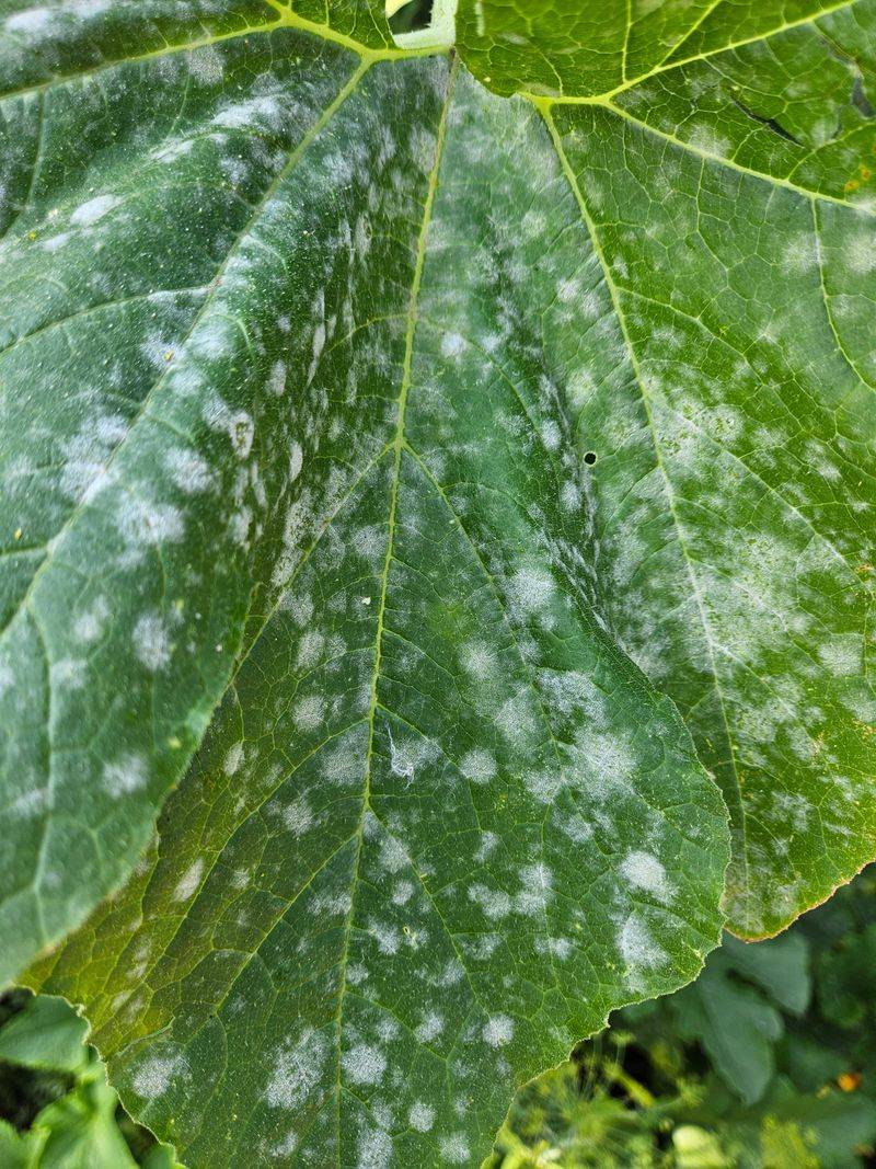 Confirm that the white pattern is powdery mildew Confirm that the white pattern is powdery mildew