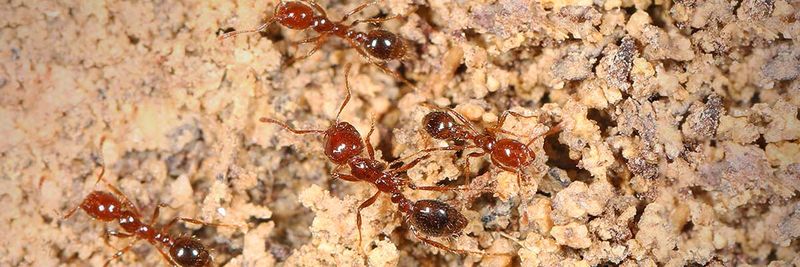 Confirm the Ant Before You Disturb the Mound