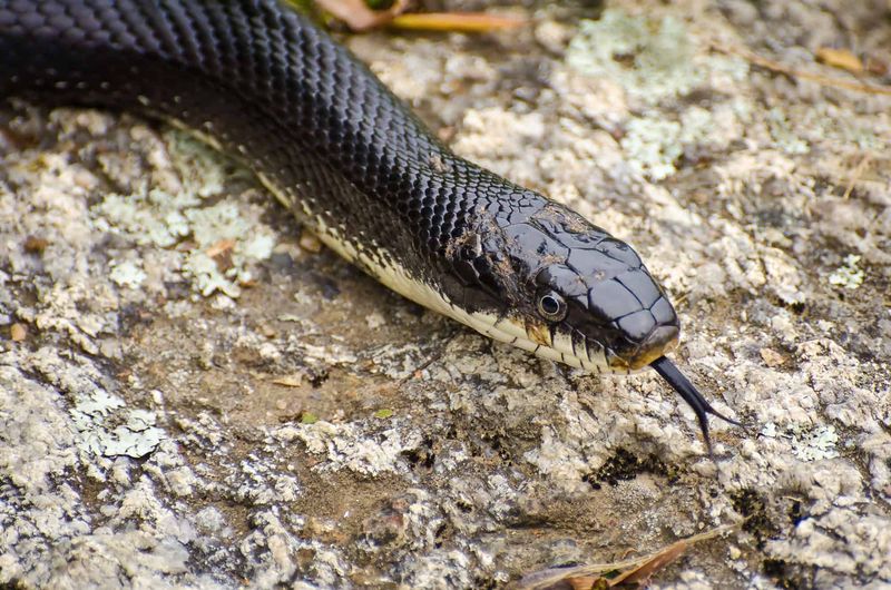 Confirm the snake before interpreting the sighting